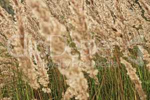 Cereal herbal texture