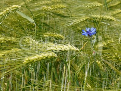 Cornflower among barley field