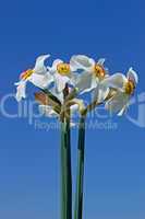 Bouquet of narcissus