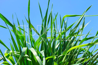 Young green grass