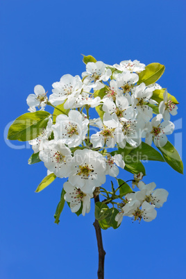 Flowering cherry branch