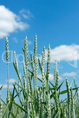 Green wheat spikes