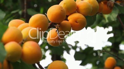 Apricot harvest