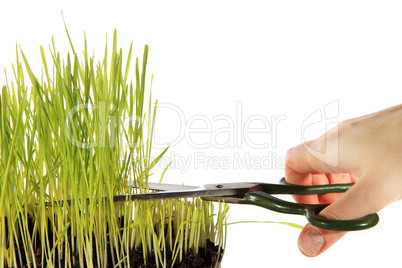 Cutting the Grass on white background