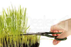 Cutting the Grass on white background