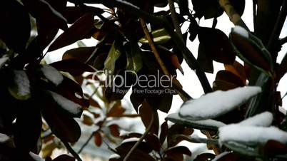 Snow covered leaves.