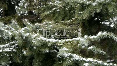 Snow cover pine trees.