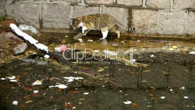 Cat playing in pool side,dead fish in pollution water.
