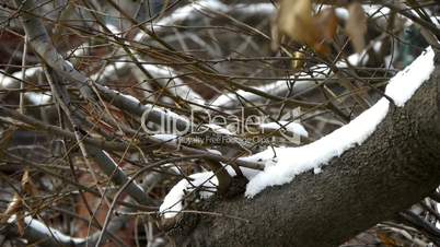 Snow cover trees branches.