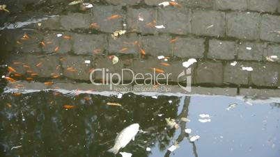 fish in dirty water,pollute environment,reflection.