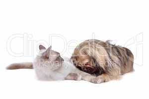 dog and Cat