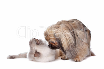 dog and Cat