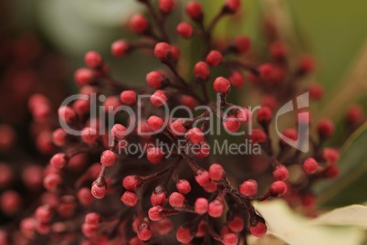 Skimmia-Knospen