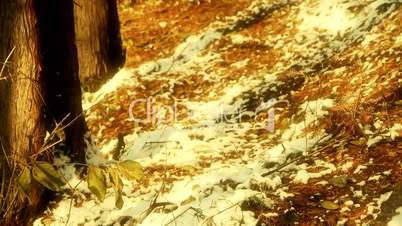 Green leaves relying trunk in snow,Forest winter.