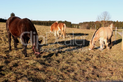 Rappe, Haflinger, Fjordpferd