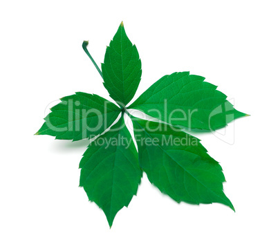 Green virginia creeper leaves