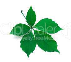 Green virginia creeper leaves