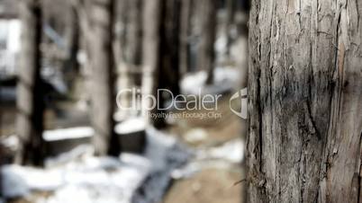 Green forest trunk in winter.