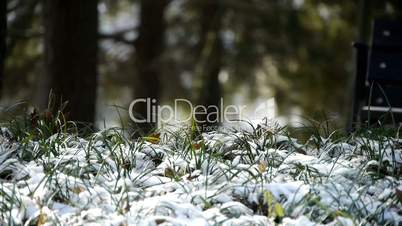 Snow covered grass,swaying in wind,Woods tree and jungle.