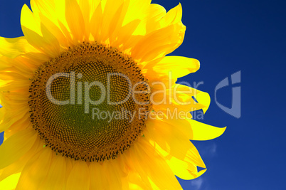 Closeup of yellow sunflower