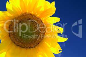 Closeup of yellow sunflower