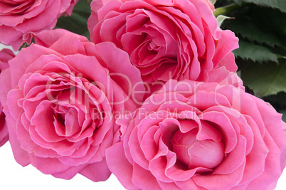 Bouquet of roses. Close-up view