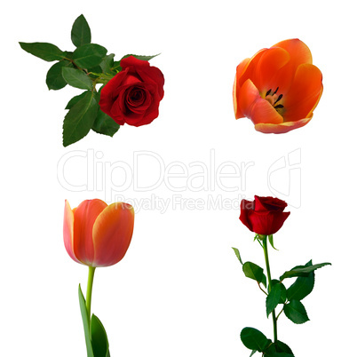Set of roses and tulips