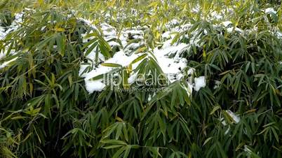 Snow covered Bamboo,swaying in wind.