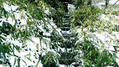 Snow covered Bamboo,swaying in wind,Lane,Trails,Road.