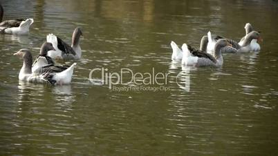 Ducks geese and swans swimming on water,lake.