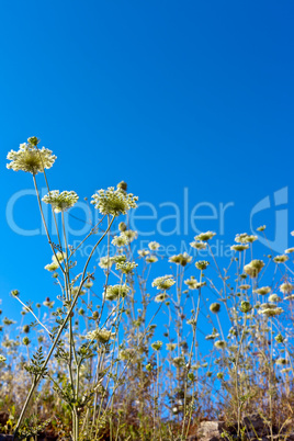 beautiful flowers in the sky