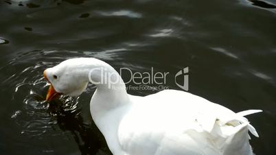 Goose,Ducks geese and swans swimming on water,lake.