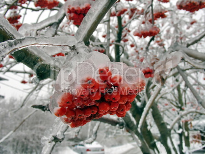 Berries in ice