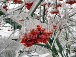 Berries in ice