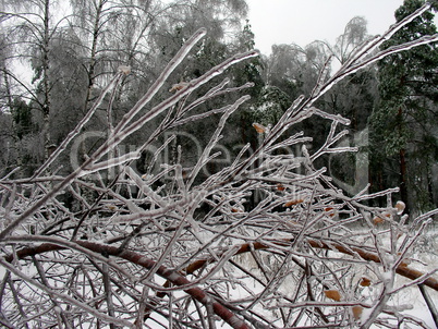 Branches with ice