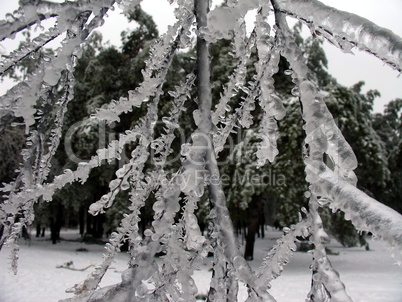 Ice tree