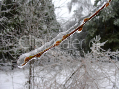 One branch in ice
