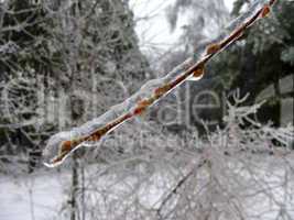 One branch in ice