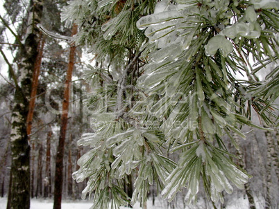 Pine branches in ice