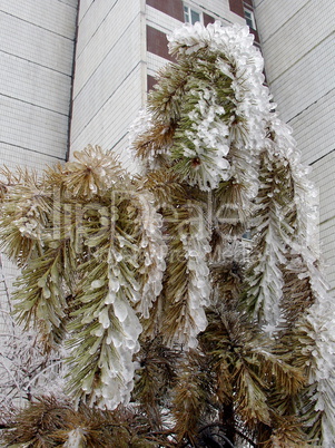 Pine in ice