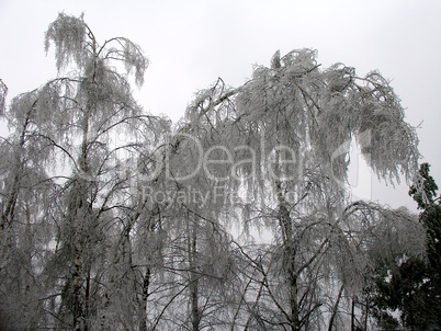 Tree in ice