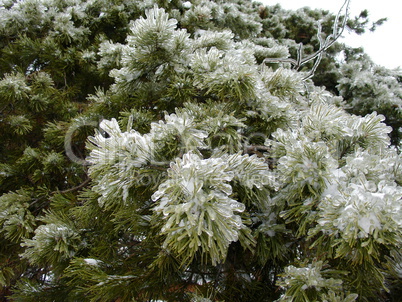 Tree with ice