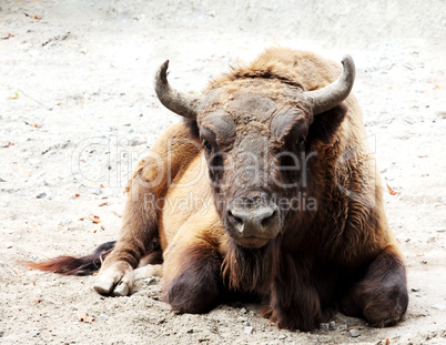 Aurochs is on the ground (Bison bonasus)