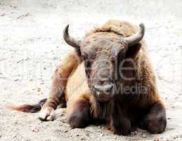 Aurochs is on the ground (Bison bonasus)