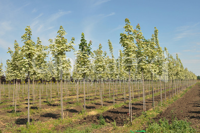 Rows of maple