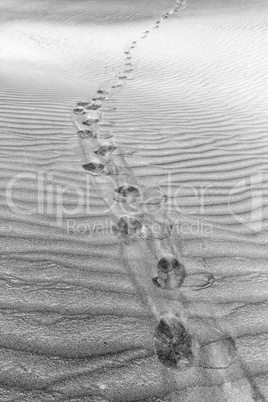 black and white marks on the sand