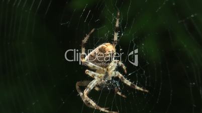 eating spider