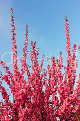 Sakura blossom