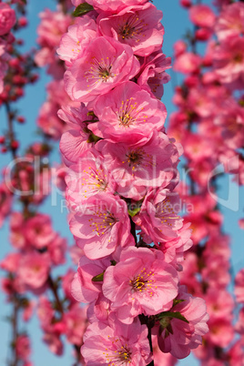 Sakura flowering