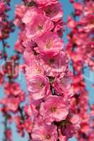 Sakura flowering